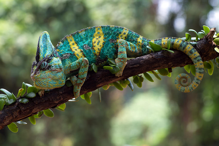 Veiled Chameleon Photograph by Dikky Oesin - Fine Art America