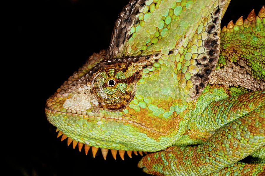 Veiled Chameleon, Native To Arabian Photograph by Adam Jones - Pixels