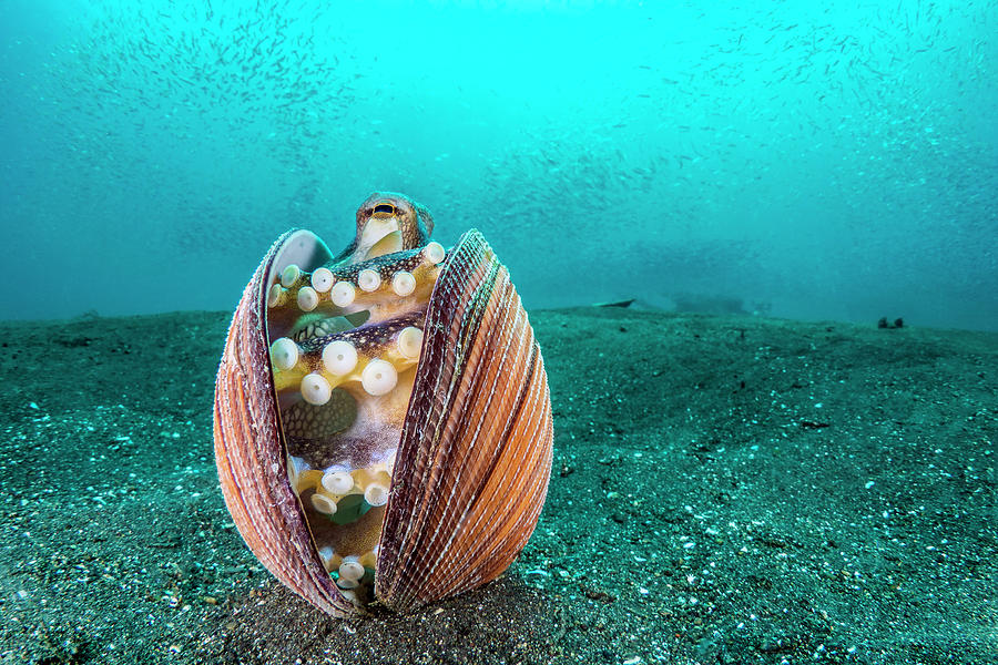 Veined Octopus In Clam Shell, North Sulawesi, Indonesia Photograph by ...