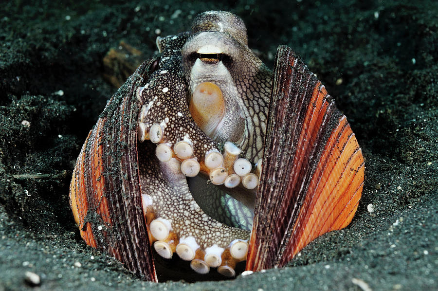 Veined Octopus Inhabiting Discarded Shells, Indonesia Photograph by ...