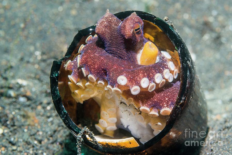 Veined Octopus Sheltering In Broken Bottle Photograph by Georgette Douwma/science Photo Library