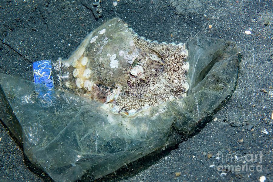 Veined Octopus With Plastic Bag And Bottle Photograph by Georgette Douwma/science Photo Library