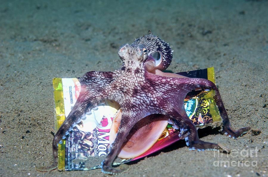Veined Octopus With Rubbish Collected On The Sea Bed Photograph by Georgette Douwma/science Photo Library