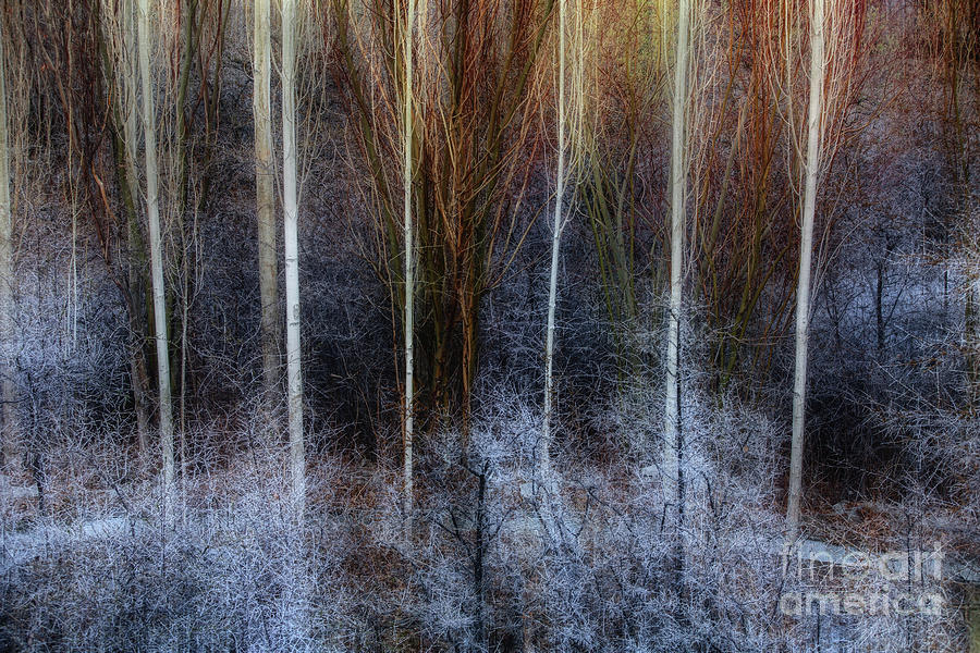 Veins of Forest by Awais Yaqub Veins of Forest by Awais Yaqub