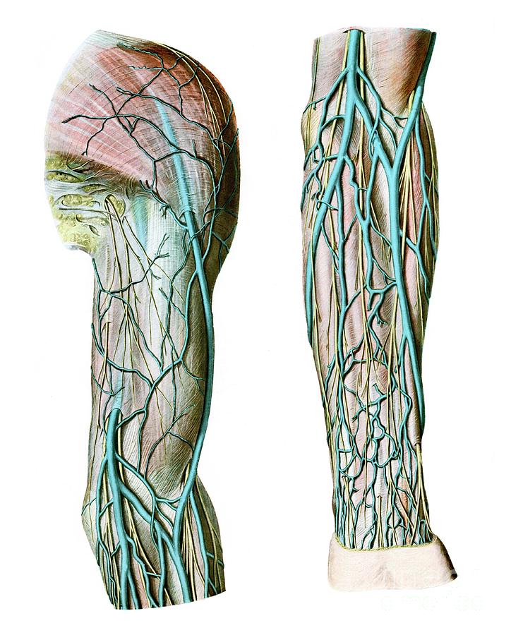 Veins Of Upper Limb Photograph By Microscape Science Photo Library
