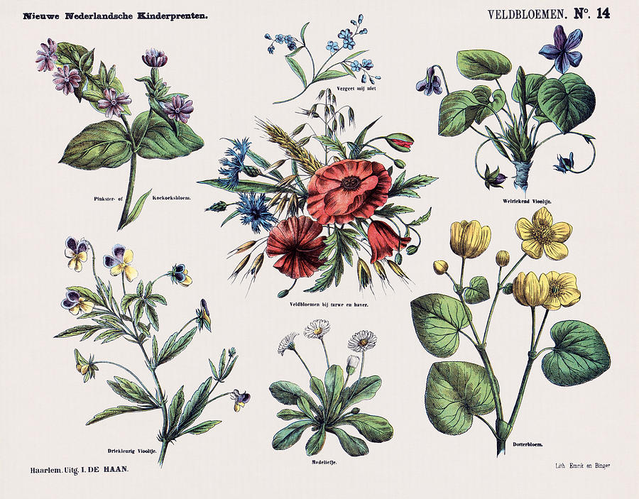 Veldbloemen by Ruth Moratz Veldbloemen by Ruth Moratz