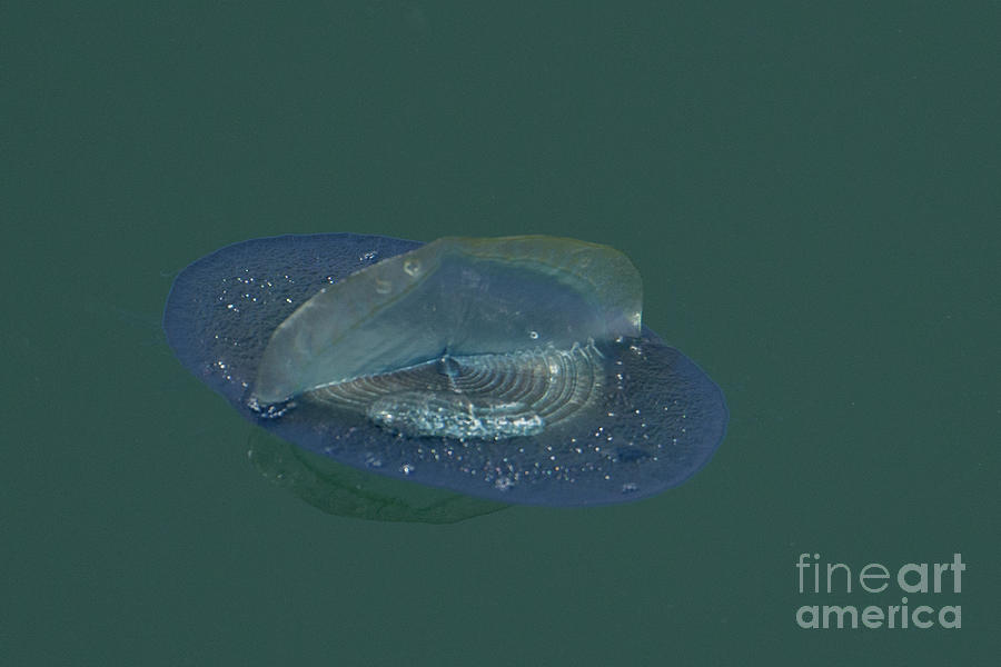 Velella Velella Photograph by Loriannah Hespe