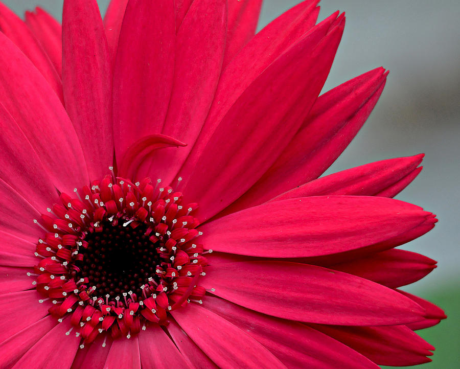 Pink Photograph - Velvet Mystery by Susan Callaway Pink Photograph - Velvet Mystery by Susan Callaway