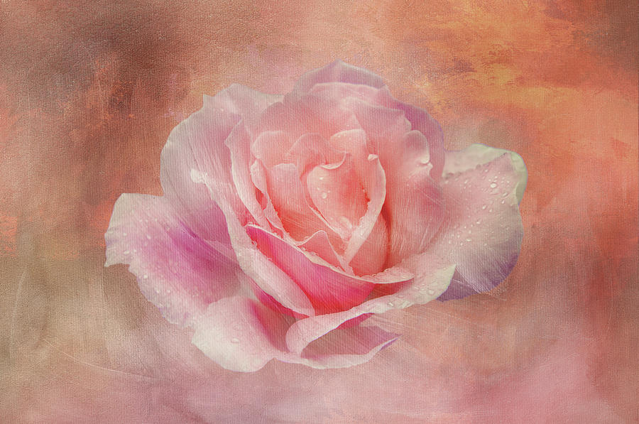 Nature Digital Art - Velvet Pink Rose by Terry Davis