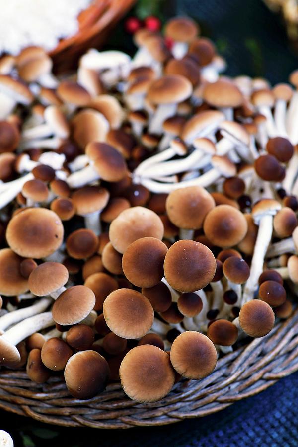Velvet Pioppini Mushrooms From Italy Photograph by Alexandra Panella