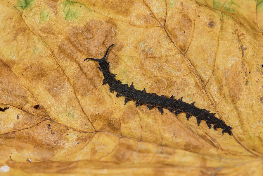 Velvet Worm Captive, Photograph by Adrian Davies / Naturepl.com - Fine ...