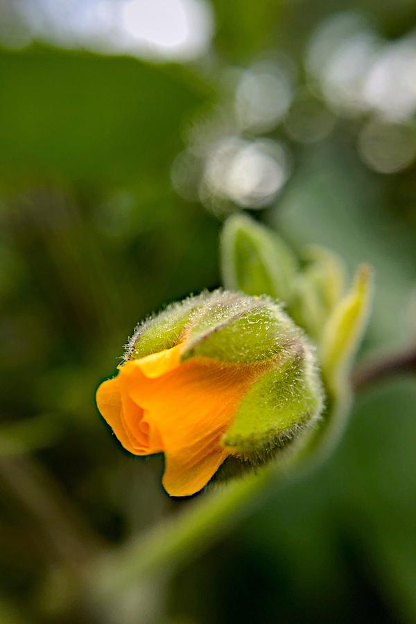 Velvetleaf Flower Closeup  Photograph by Jori Reijonen