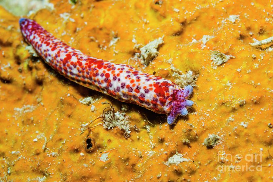 Velvety Sea Star Arm Regenerating Photograph by Georgette Douwma ...