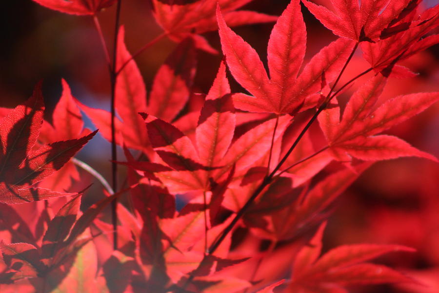 Venetian Red Japanese Maple Leaves Photograph by Colleen Cornelius