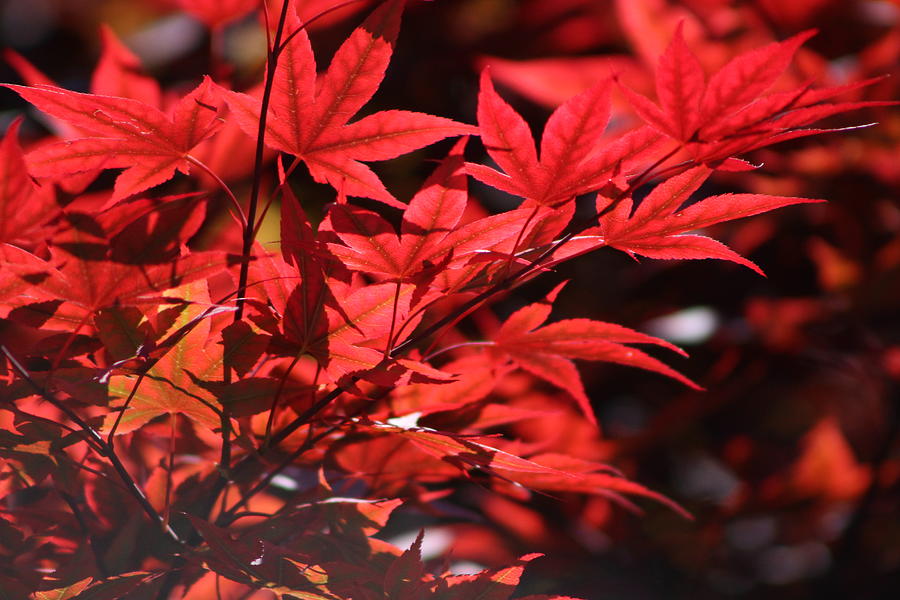 Venetian Red Japanese Maple Tree Branch Photograph by Colleen Cornelius