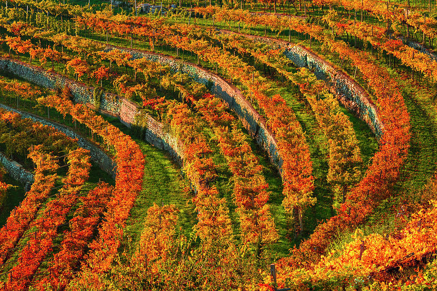 Veneto, Awesome Landscape, Vineyards Digital Art by Olimpio Fantuz