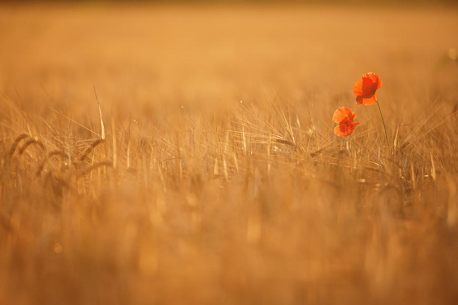Veneto, Poppies, Wheat Field, Italy Digital Art by Andrea Pavan
