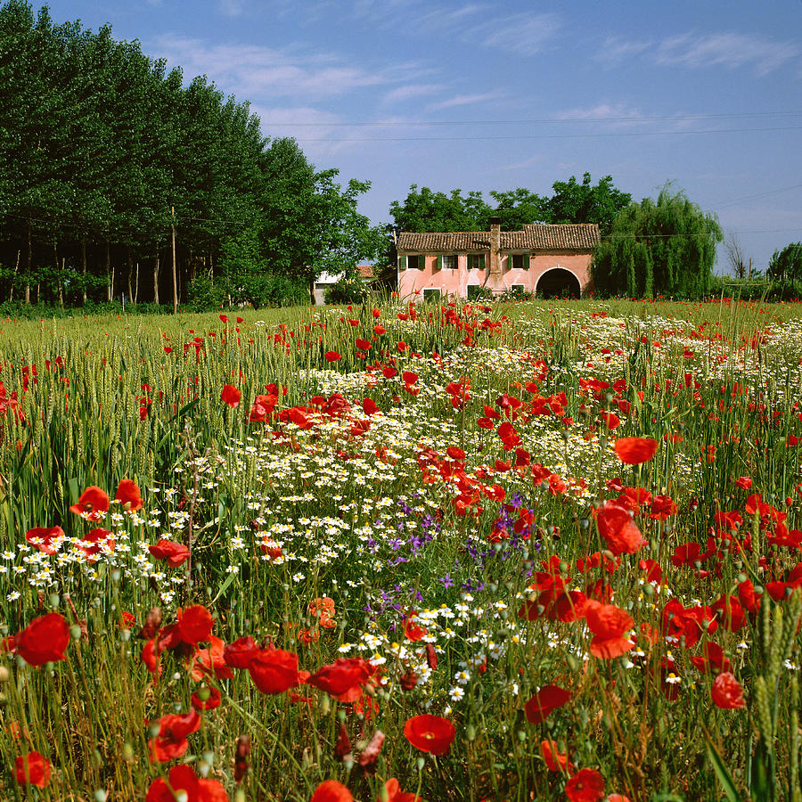 Veneto, Wildflowers, House, Italy Digital Art by Johanna Huber