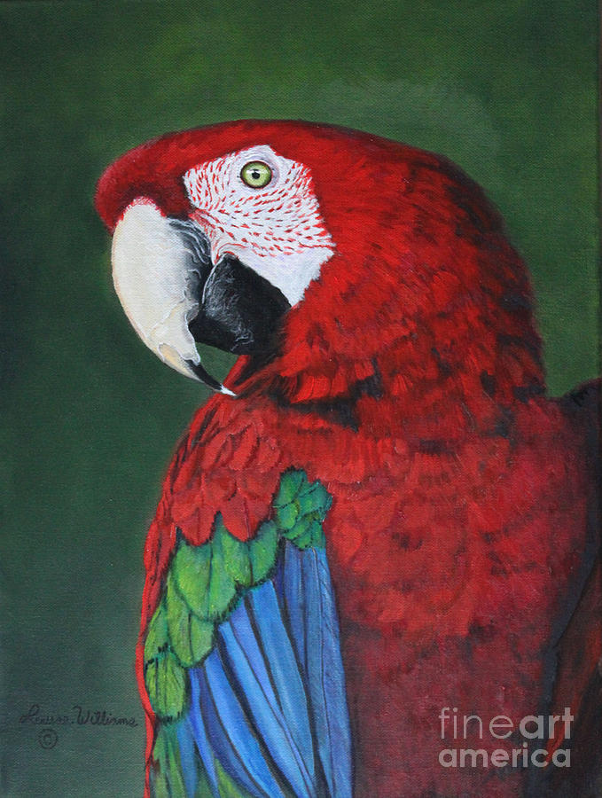 Parrot Painting - Venezuelan Red Beauty by Louise Williams