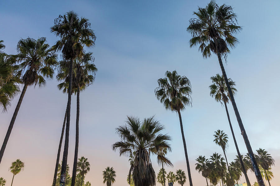 Venice Beach Palm Trees  Photograph by John McGraw