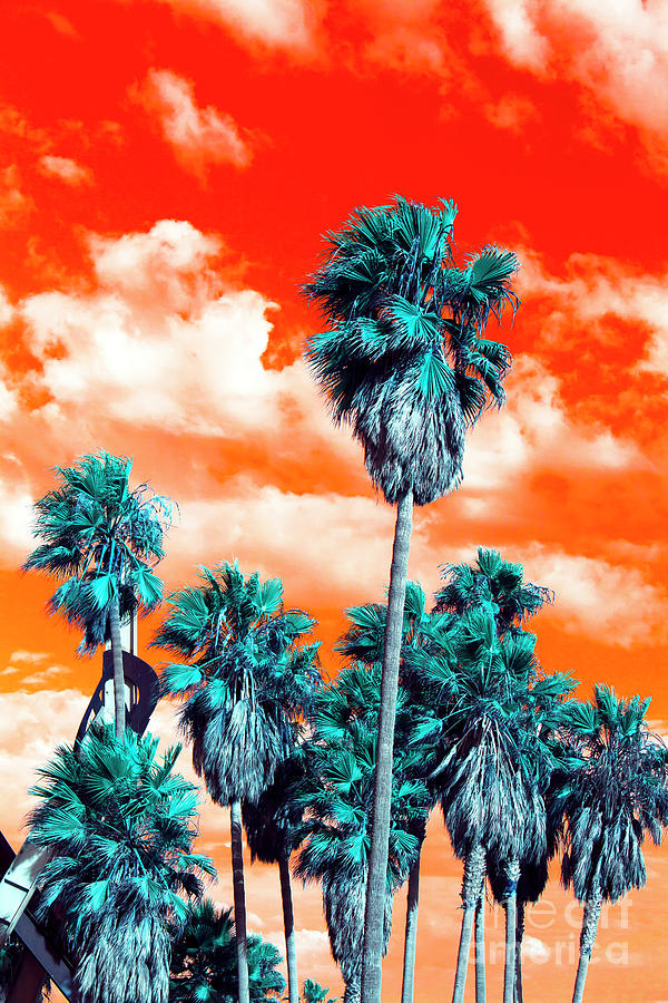 Venice Beach Palm Trees Pop Art Photograph by John Rizzuto