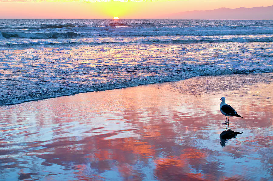 Animal Photograph - Venice Beach Sunset by Lori Hutchison