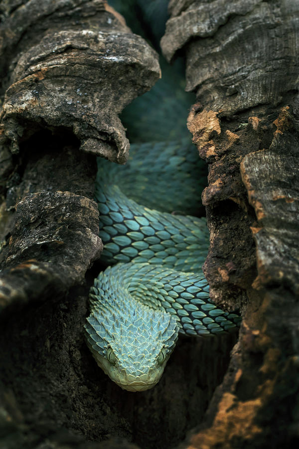 bush viper snake