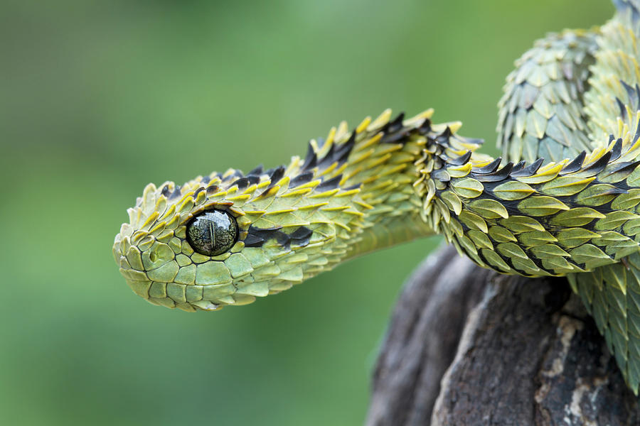 Snake Photograph - Venomous Hairy Bush Viper by Mark Kostich