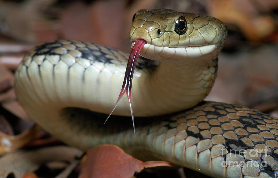 Venomous Snake Photograph by Byronsdad