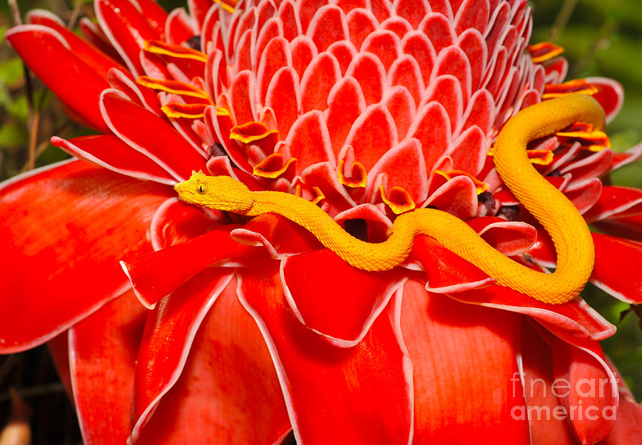 South Photograph - Venomous Yellow Eyelash Pit Viper On by Worldswildlifewonders South Photograph - Venomous Yellow Eyelash Pit Viper On by Worldswildlifewonders