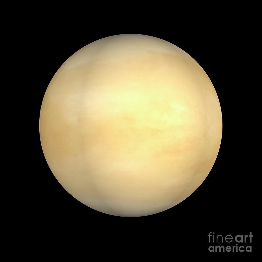 Venus Photograph by Tim Brown/science Photo Library