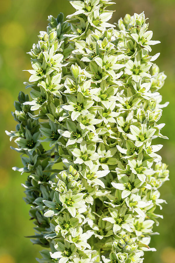 Veratrum album by Paul MAURICE Veratrum album by Paul MAURICE