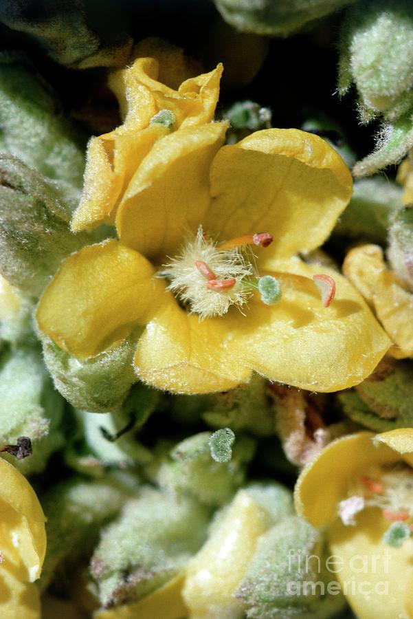 Verbascum Thapsus. Photograph by Robert J Erwin/science Photo Library