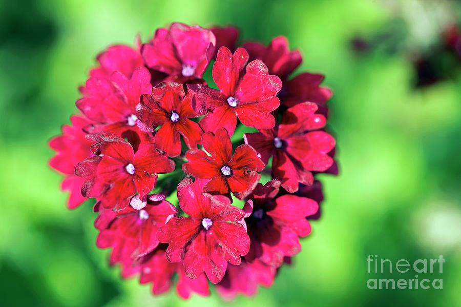 Verbena claret Photograph by Dr Keith Wheeler/science Photo Library