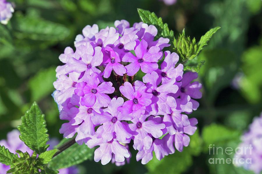 Flower Photograph - Verbena la France by Dr Keith Wheeler/science Photo Library