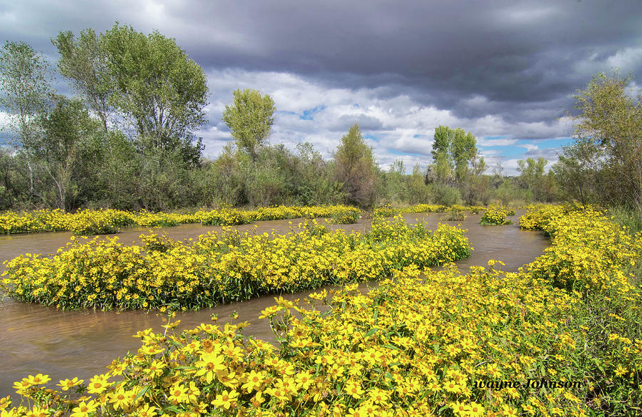 Verde River Wildflowers Photograph by Wayne  Johnson