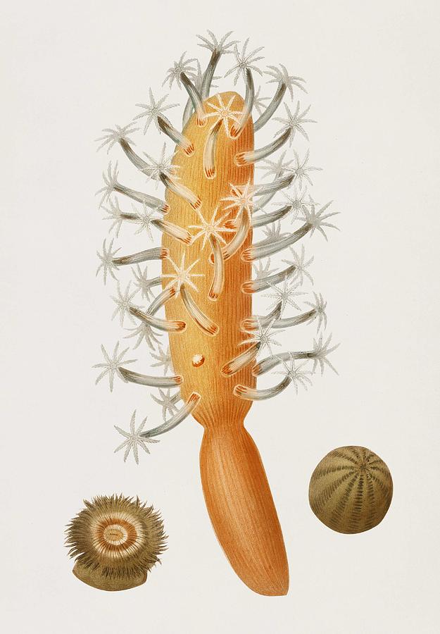 Veretillum cynomorium  sea carrot  Actinia effoeta sea anemone illustrated by Charles Dessalines D  Painting by Celestial Images