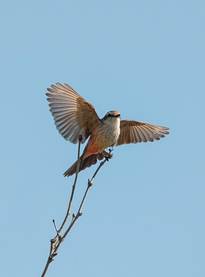 Bird Photograph - Vermilion Flycatcher Ballet by Loree Johnson