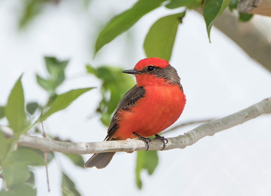 Bird Photograph - Vermilion Flycatcher by Loree Johnson