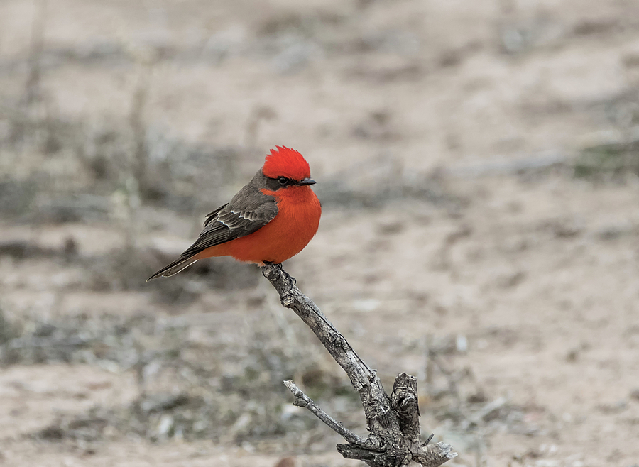 Bird Photograph - Vermilion Flycatcher in the Desert by Loree Johnson