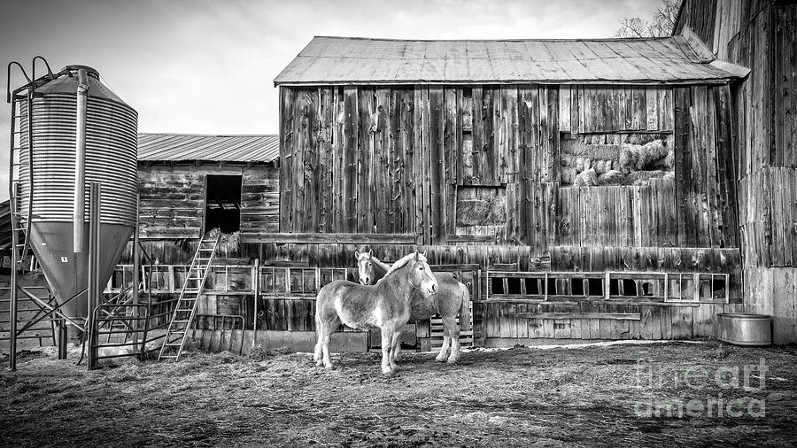 Vermont Barn and Horses Sugarbush Farm Photograph by Edward Fielding