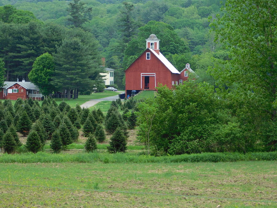 Vermont Christmas Tree Farm Photograph by Catherine Gagne