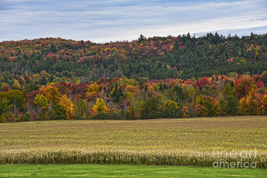 Vermont Corn Field Photograph