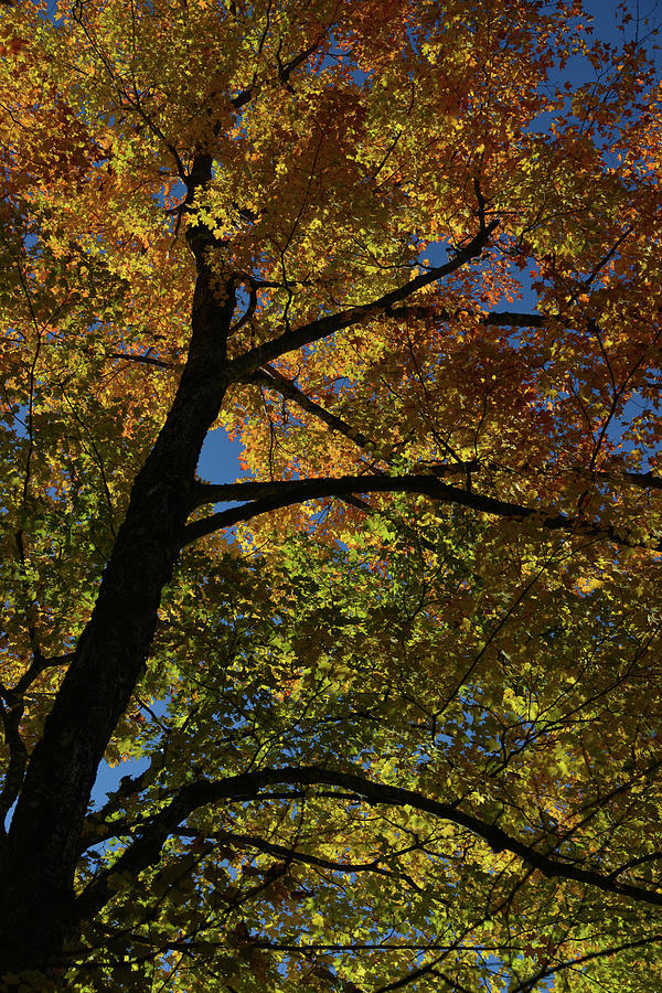 Vermont Fall Colors 7 Photograph by Lynda Fowler | Fine Art America