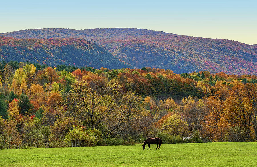 Vermont Horse and Fall Trees Manchester Vermont Field Photograph by Toby McGuire