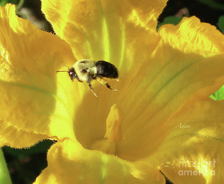 Vermont Summer Yellow Squash Bloom with Bee Macro Photograph by Felipe Adan Lerma