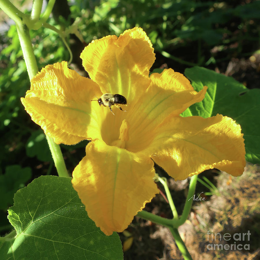 Vermont Summer Yellow Squash Bloom with Bee Square Photograph by Felipe Adan Lerma