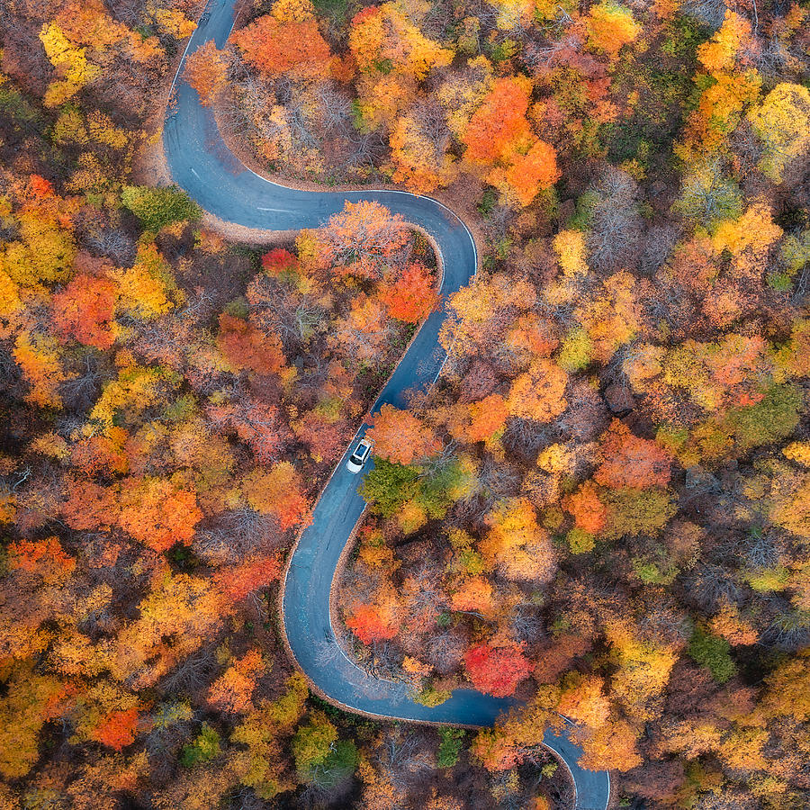 Tree Photograph - Vermont: Through The Fall, No.2 by Grant Hou