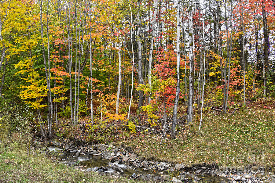 Vermont Woodland Creek Photograph