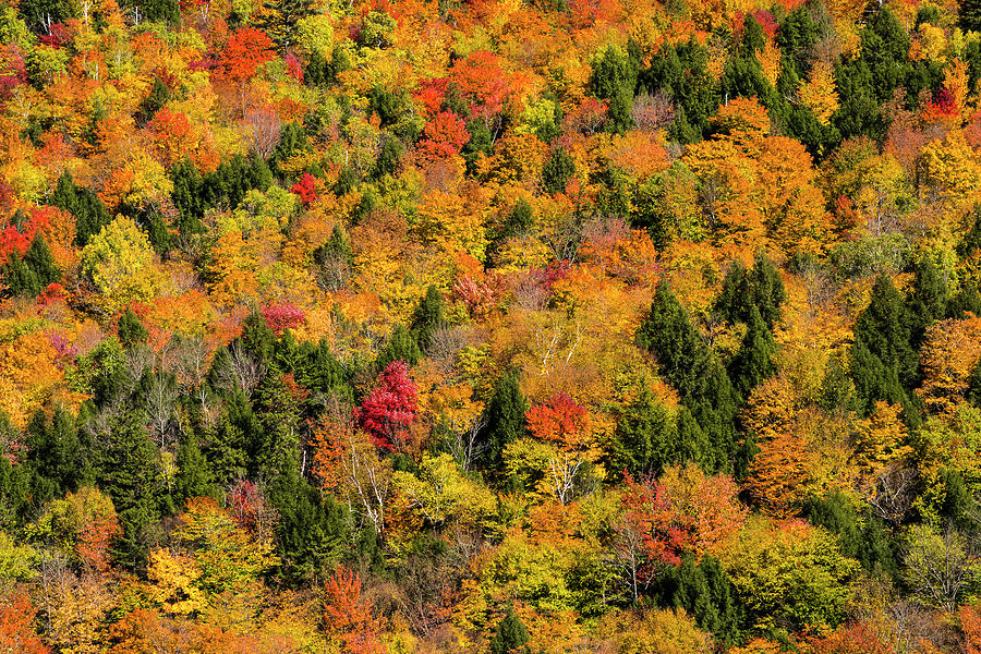 Fall Photograph - Vermonts Glory by Brenda Petrella Photography Llc